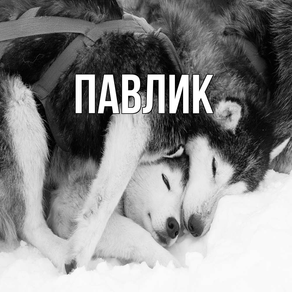 Открытка  с именем. Павлик, Главная  