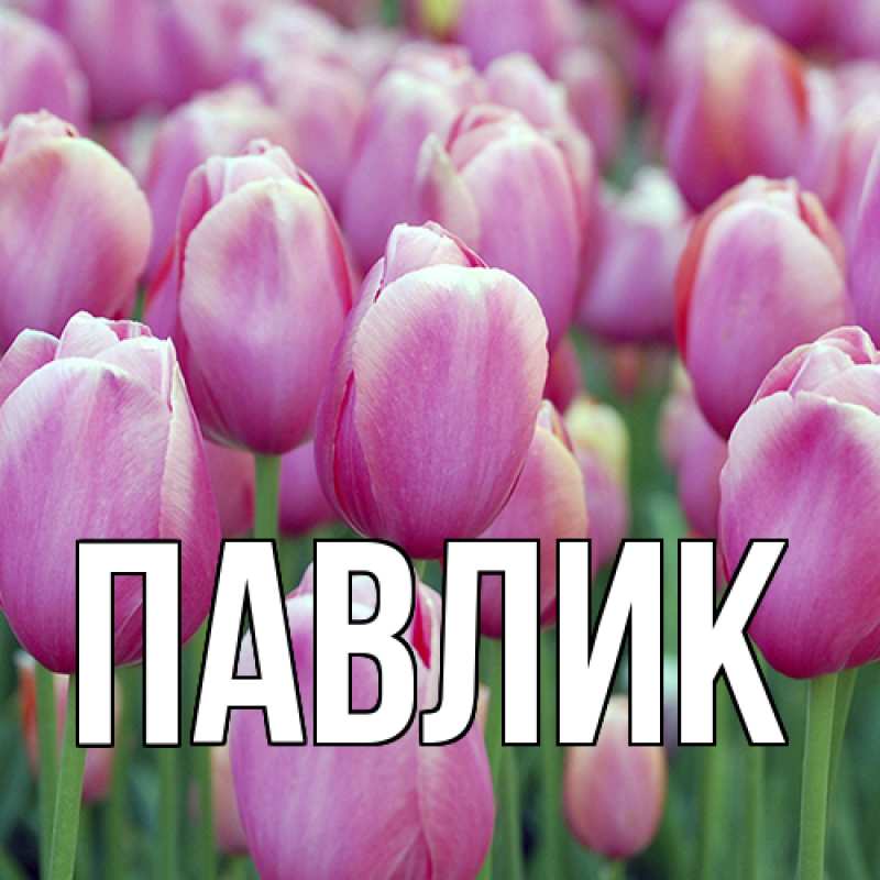Картинка  с именем , Павлик