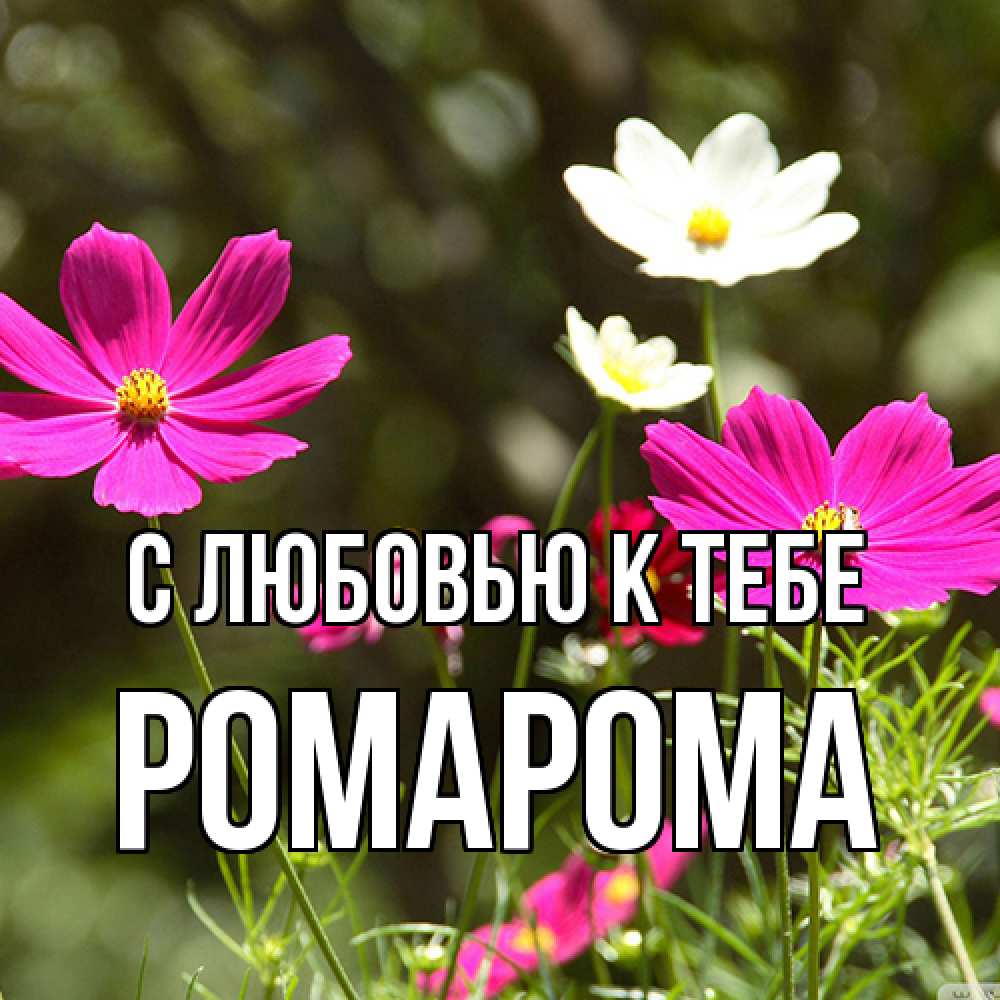 Открытка  с именем. РомаРома, С любовью к тебе  