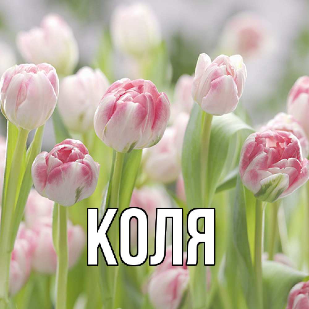 Открытка  с именем. коля, Главная  
