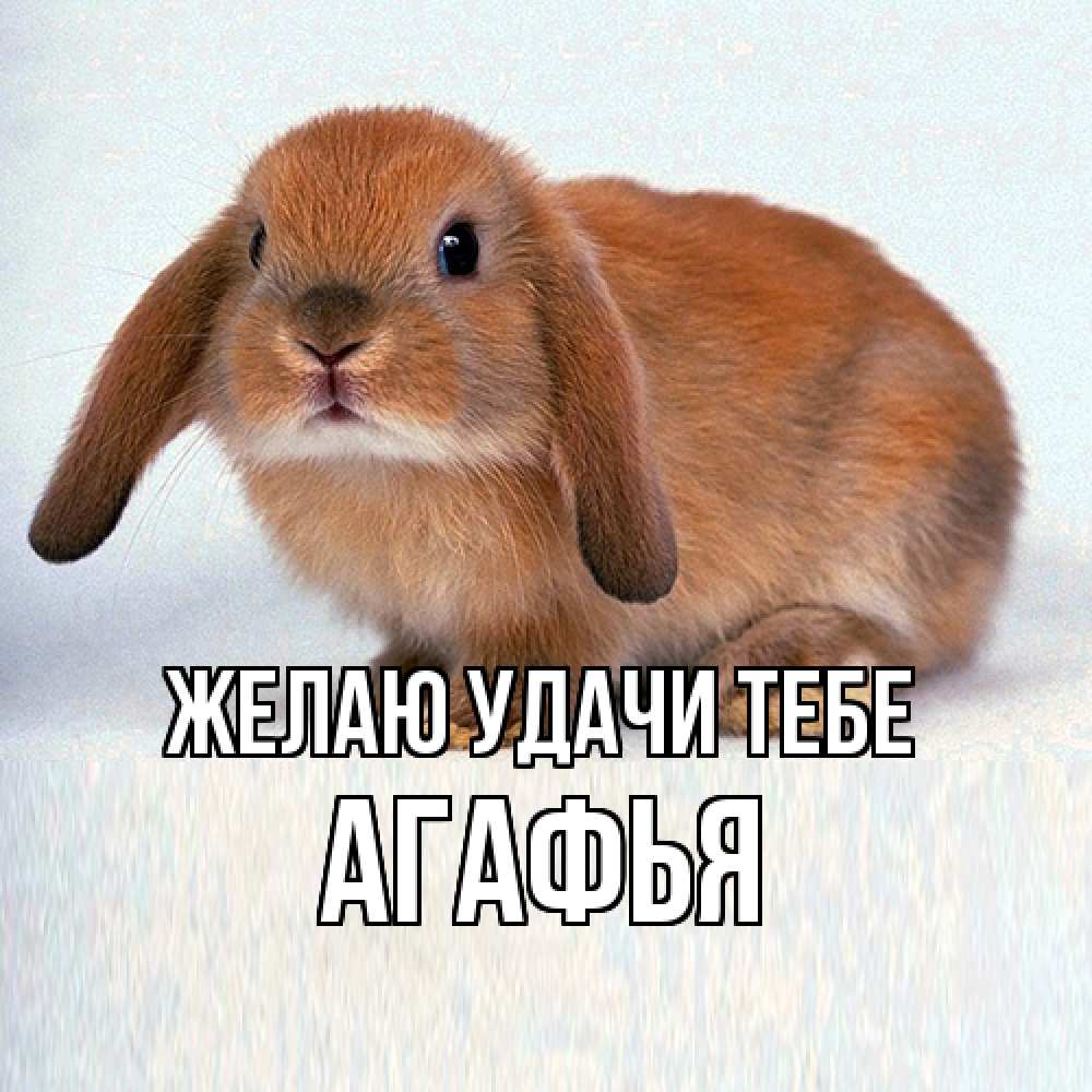 Открытка  с именем. Агафья, Желаю удачи тебе  