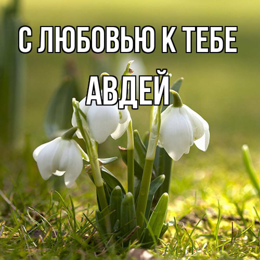 Открытка  с именем. Авдей, С любовью к тебе  