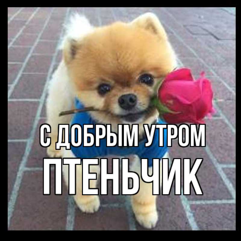 Картинка С добрым утром, Птеньчик
