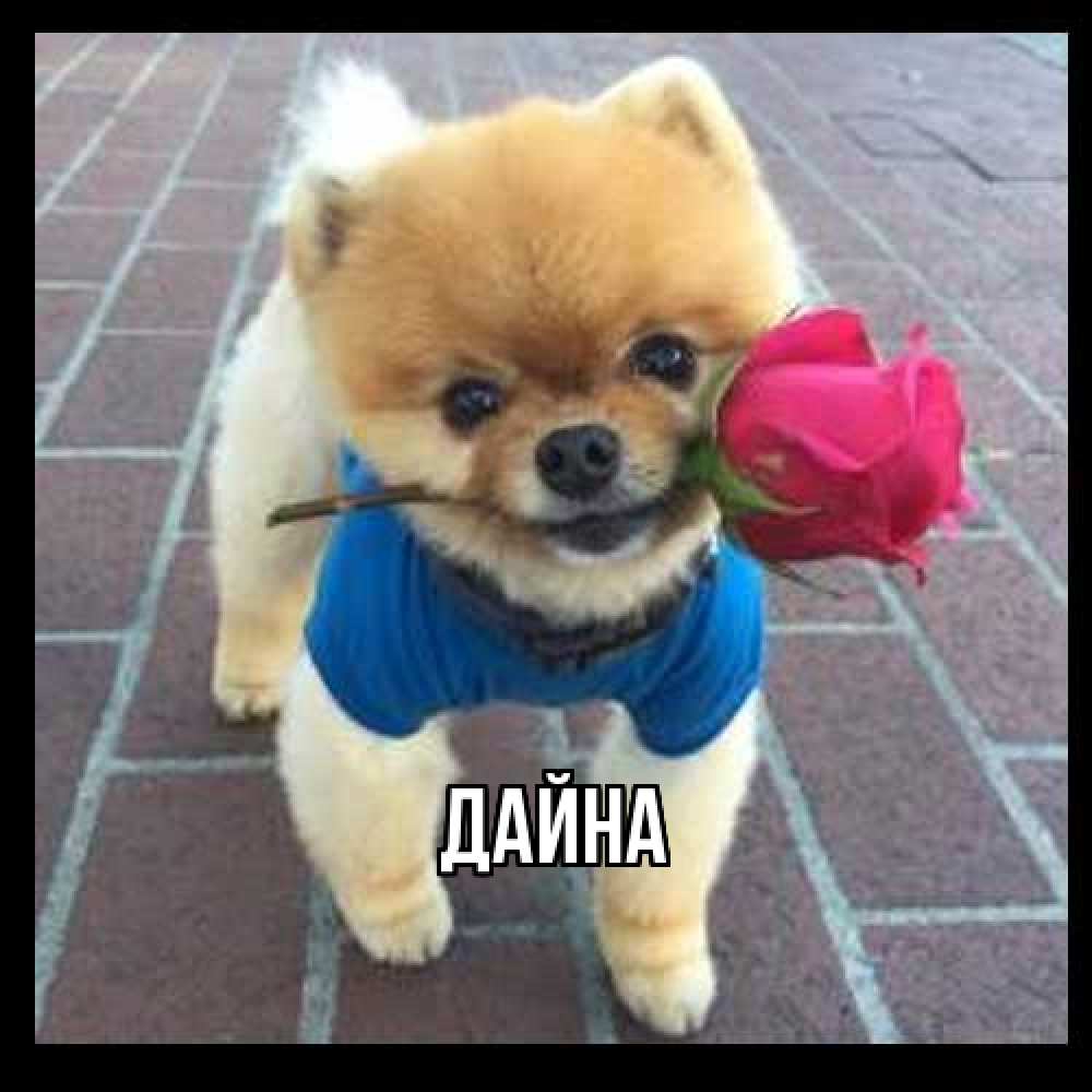 Открытка  с именем. Дайна, Главная  