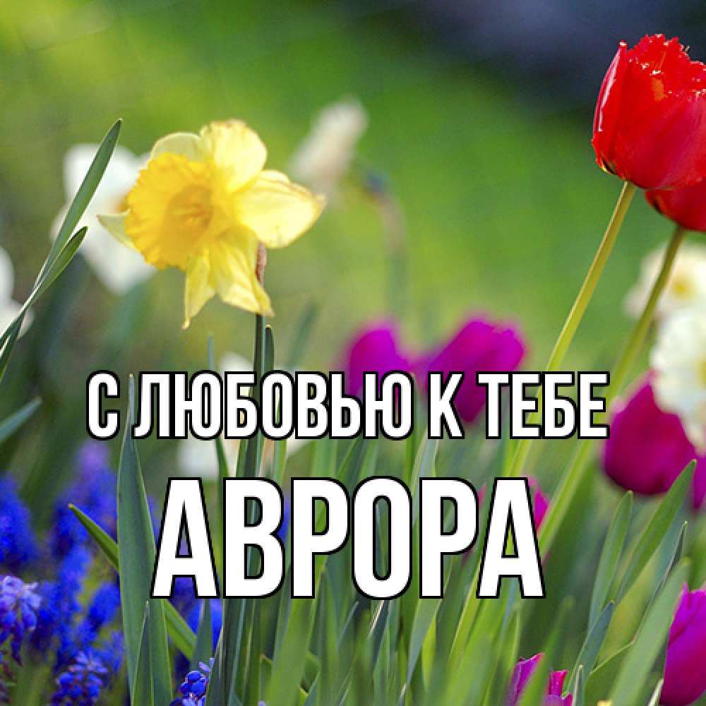 Открытка  с именем. Аврора, С любовью к тебе  