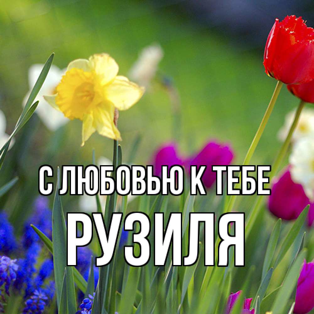 Открытка  с именем. Рузиля, С любовью к тебе  