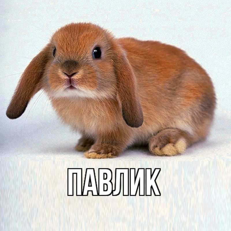 Картинка  с именем , Павлик