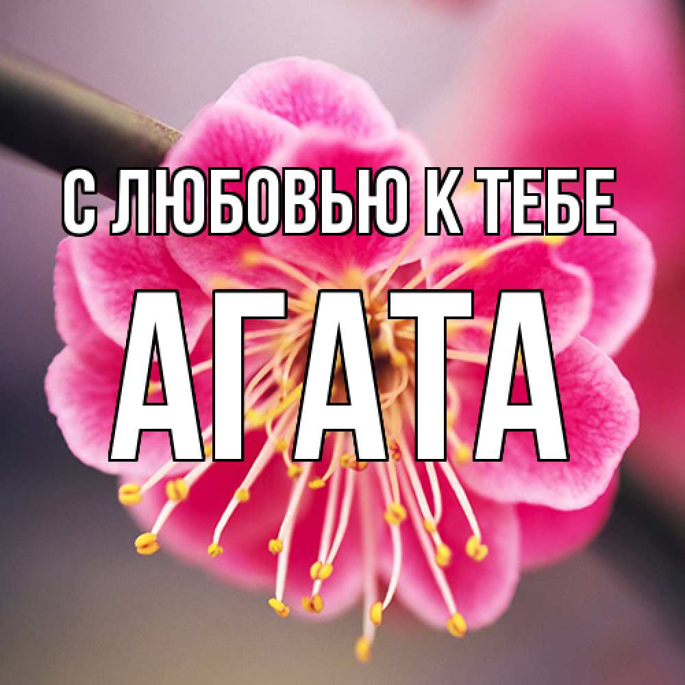 Открытка  с именем. Агата, С любовью к тебе  