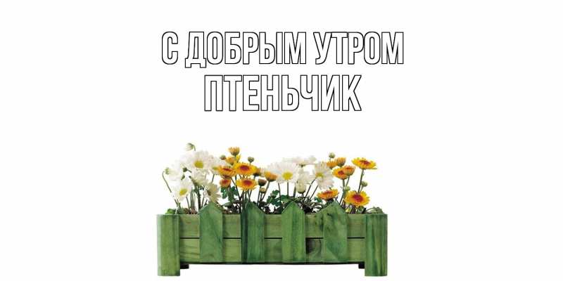 Картинка С добрым утром, Птеньчик