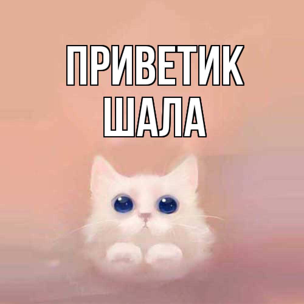 Открытка  с именем. Шала, приветик  
