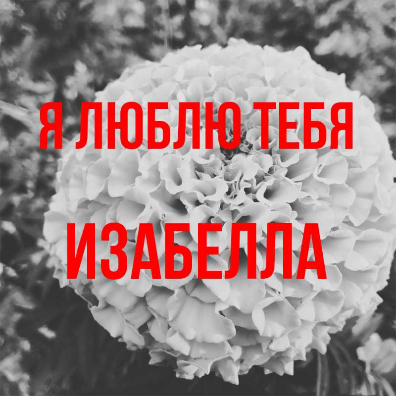 Картинка Я люблю тебя, Изабелла