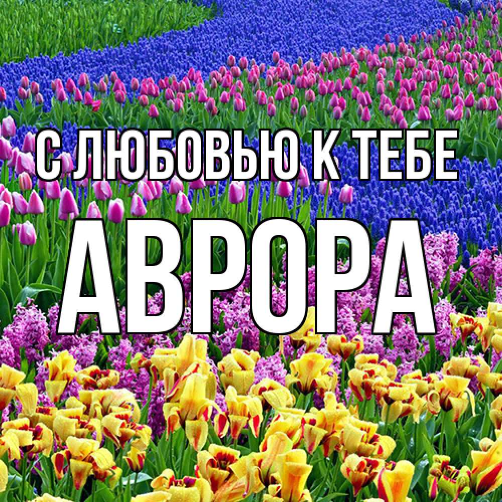 Открытка  с именем. Аврора, С любовью к тебе  