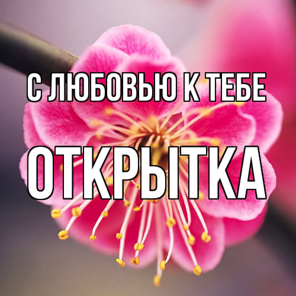 Открытка  с именем. открытка, С любовью к тебе  