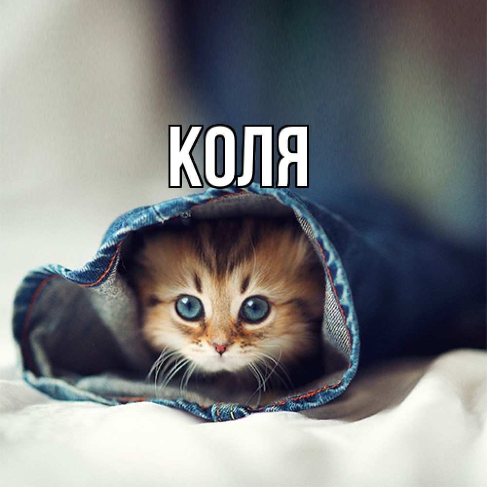 Открытка  с именем. коля, Главная  