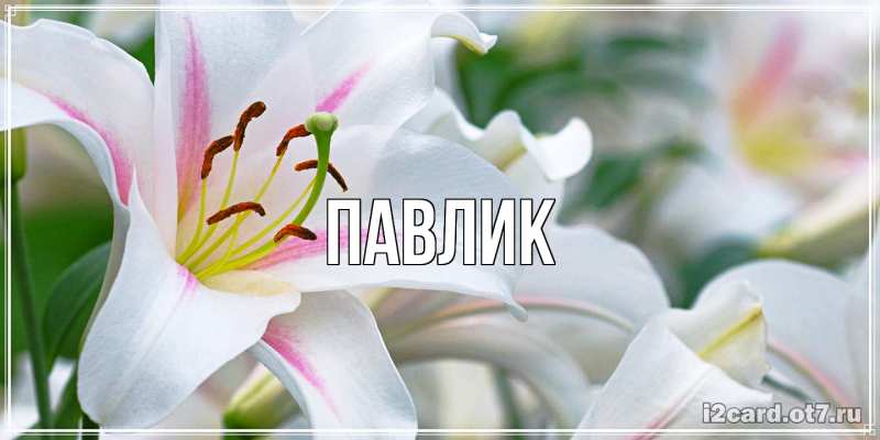 Картинка  с именем , Павлик