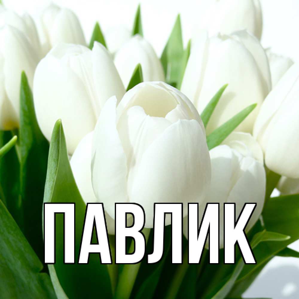 Открытка  с именем. Павлик, Главная  