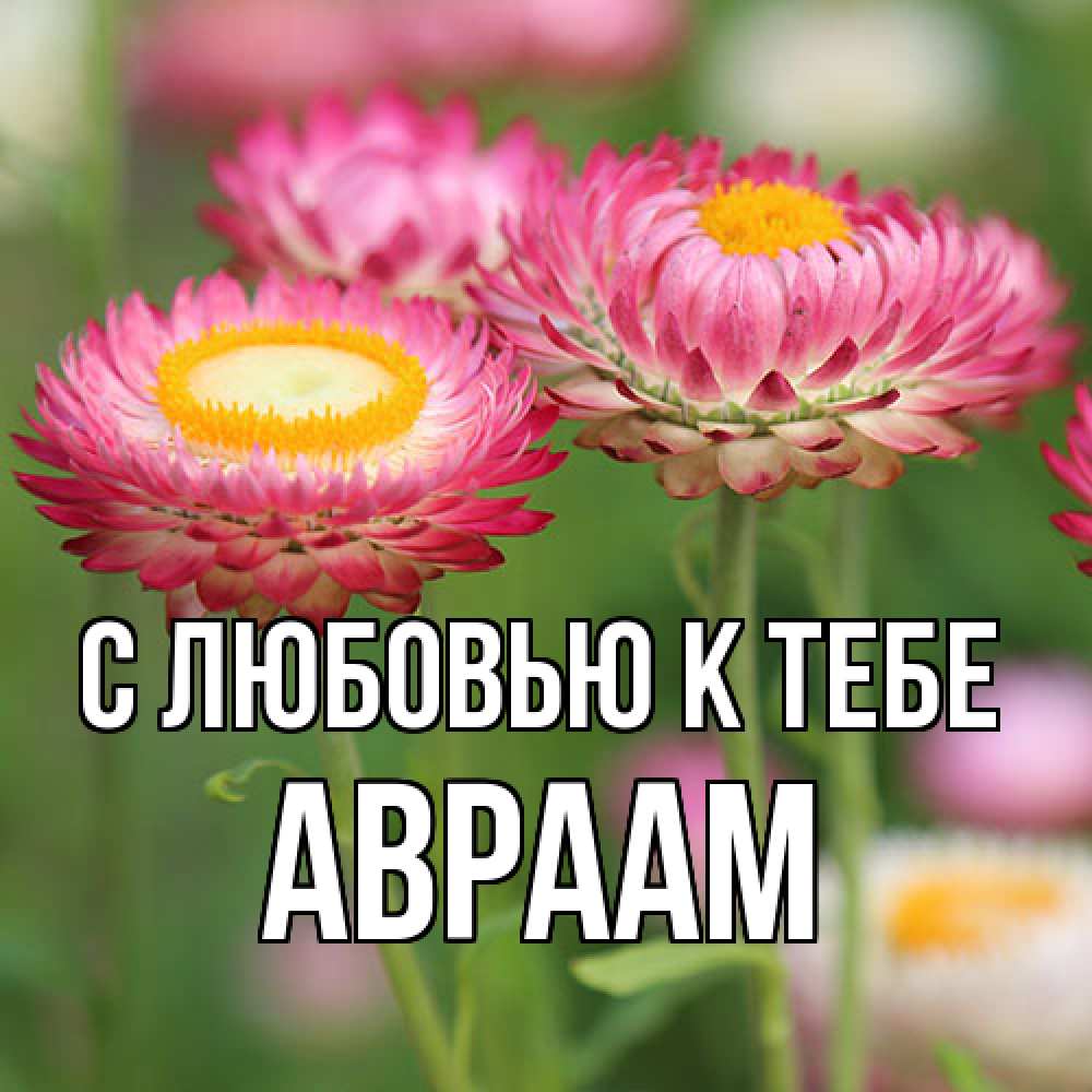Открытка  с именем. Авраам, С любовью к тебе  