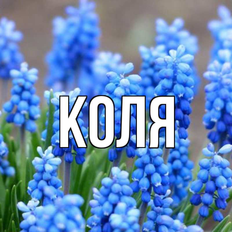 Картинка  с именем , коля