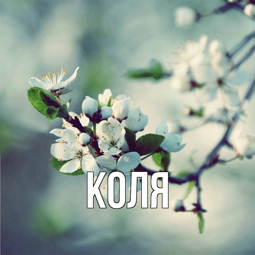 Открытка  с именем. коля, Главная  