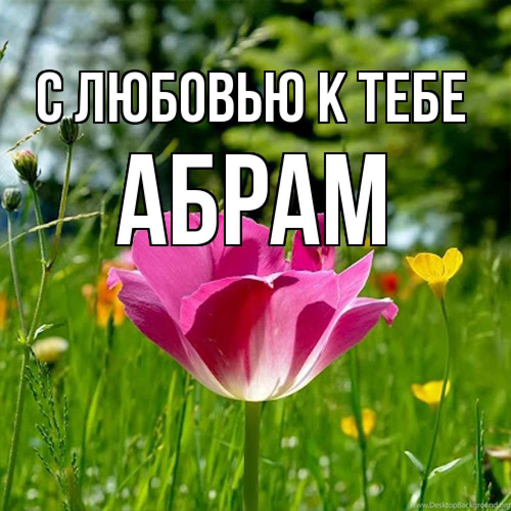 Открытка  с именем. Абрам, С любовью к тебе  