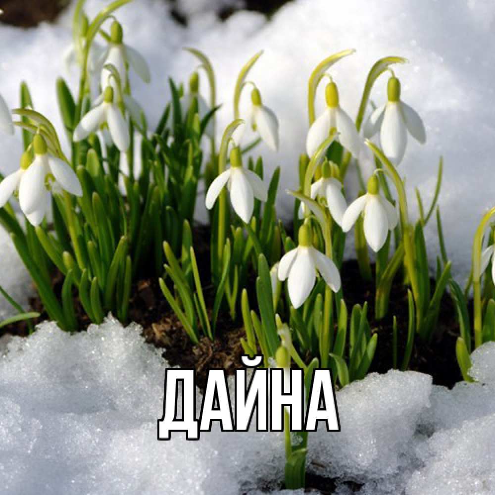 Открытка  с именем. Дайна, Главная  