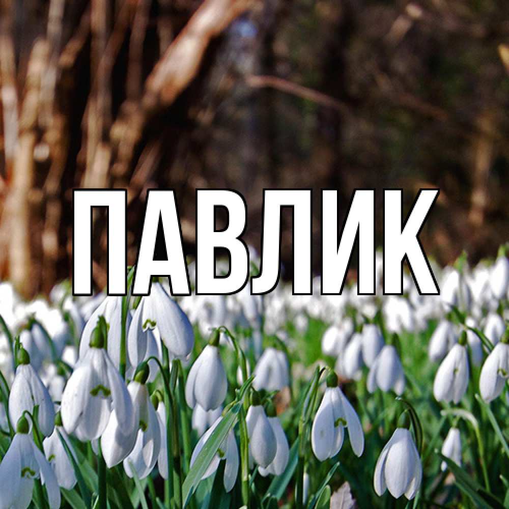 Открытка  с именем. Павлик, Главная  
