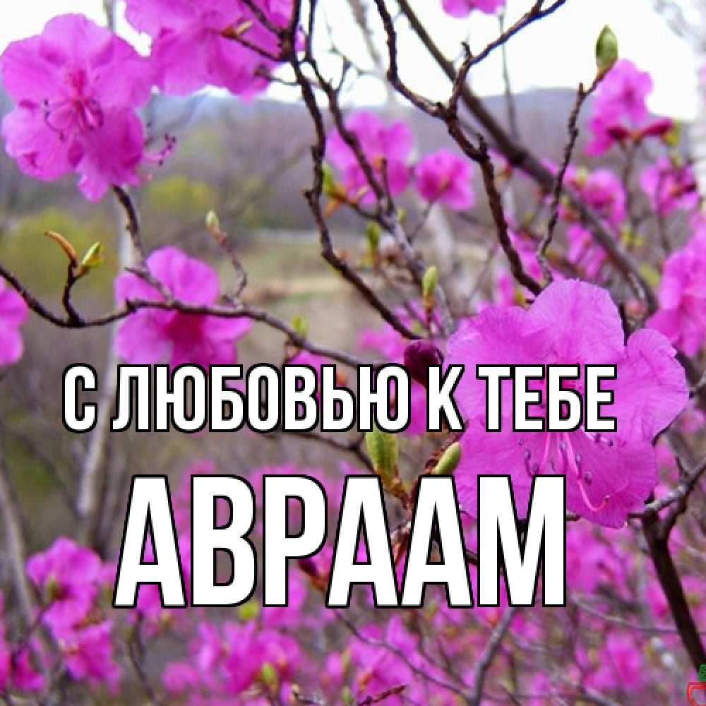 Открытка  с именем. Авраам, С любовью к тебе  