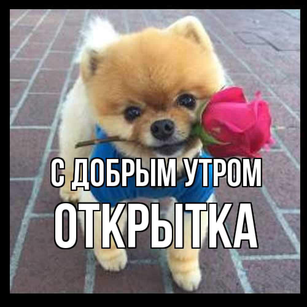Открытка  с именем. открытка, С добрым утром  