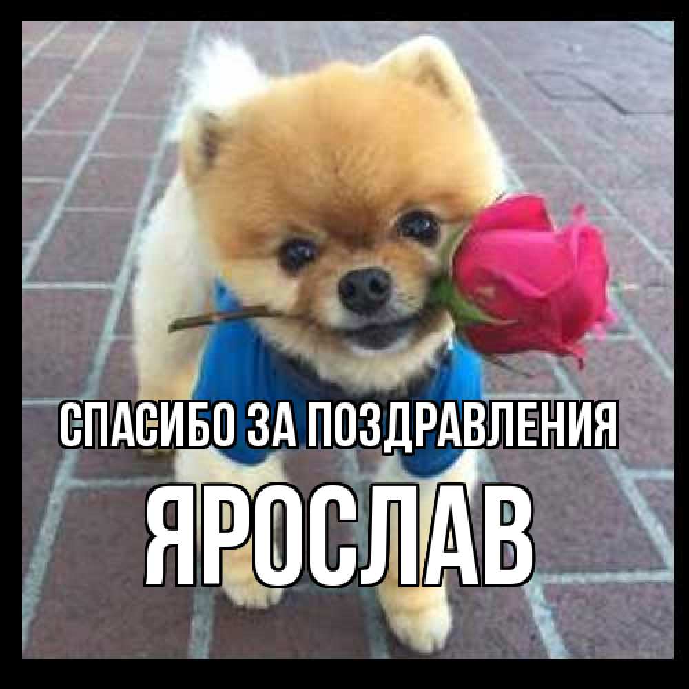 Открытка  с именем. Ярослав, Спасибо за поздравления  