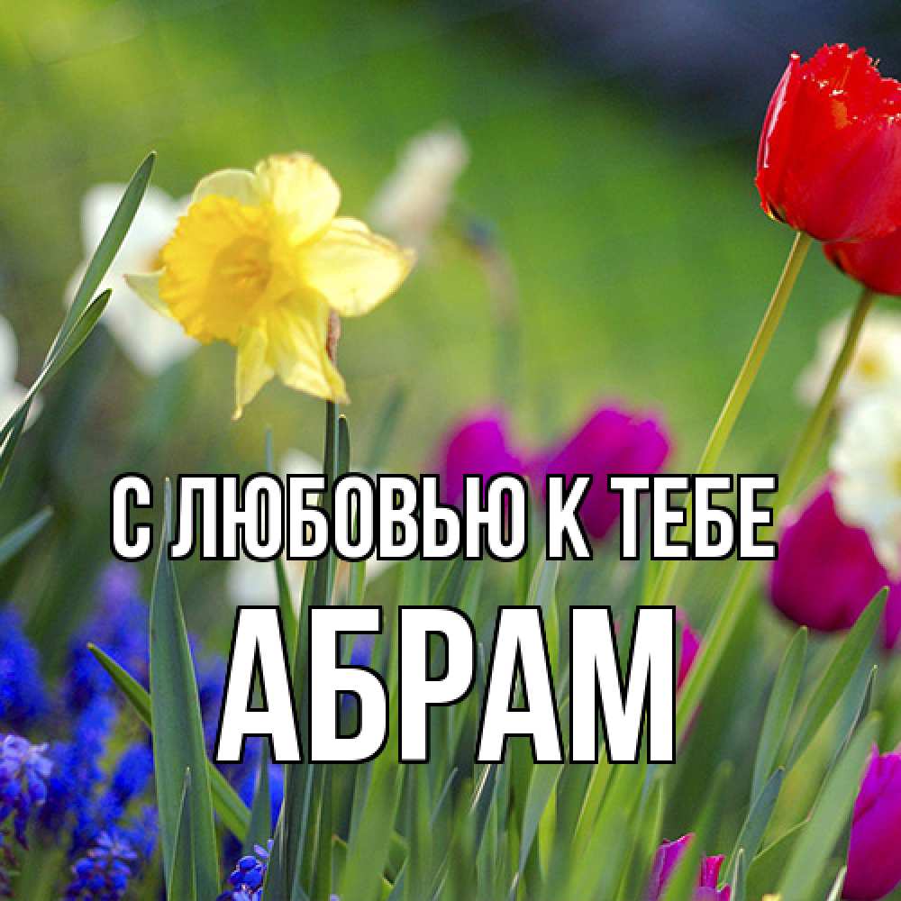 Открытка  с именем. Абрам, С любовью к тебе  
