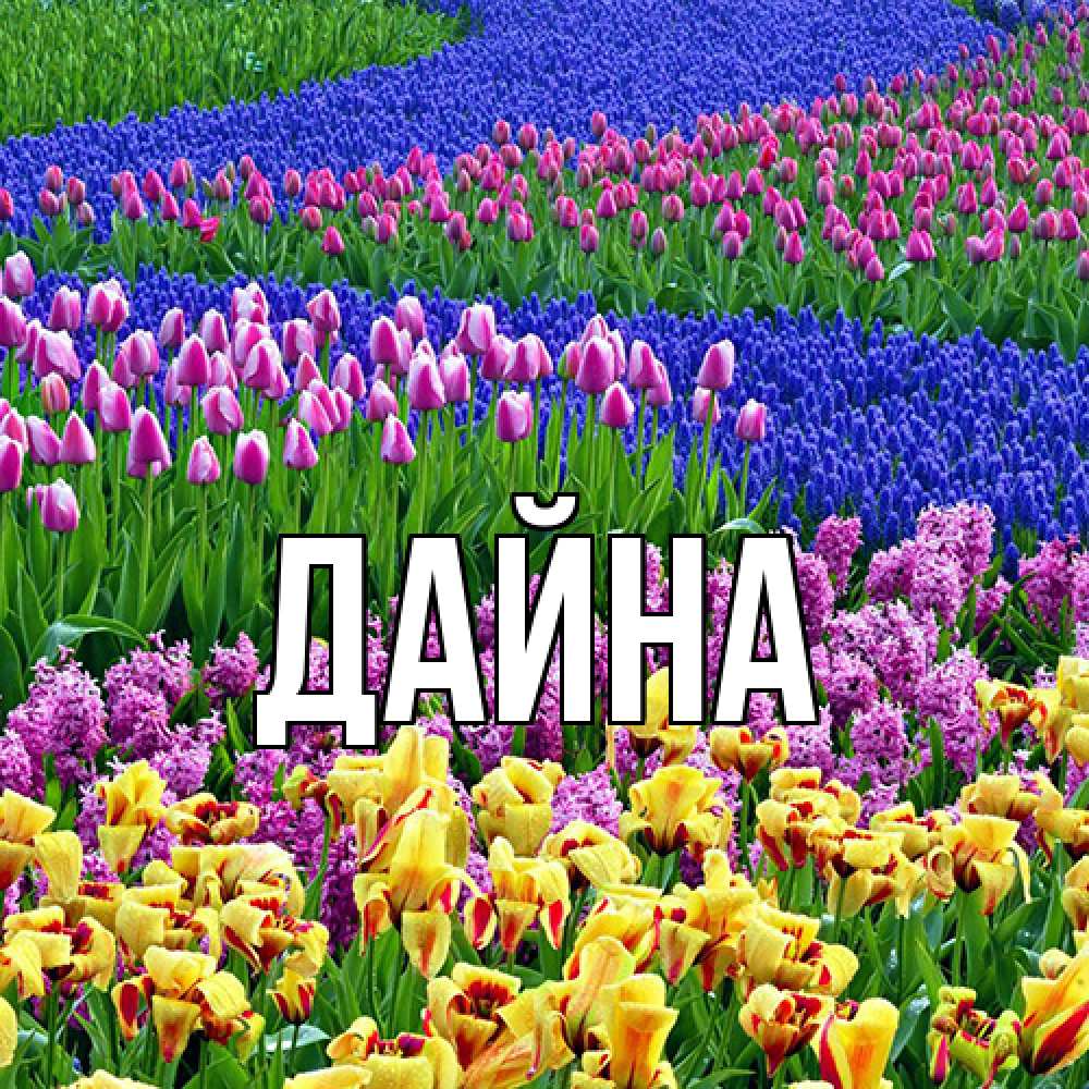 Открытка  с именем. Дайна, Главная  