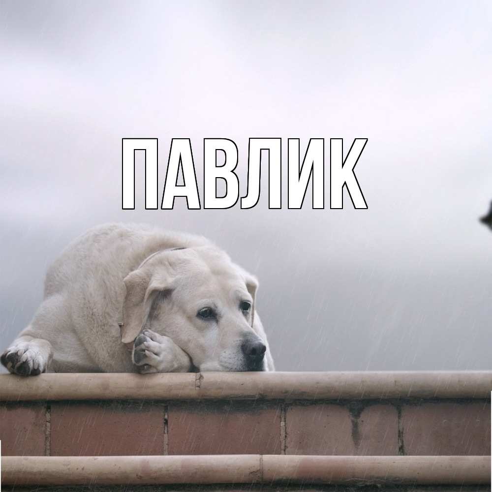 Открытка  с именем. Павлик, Главная  