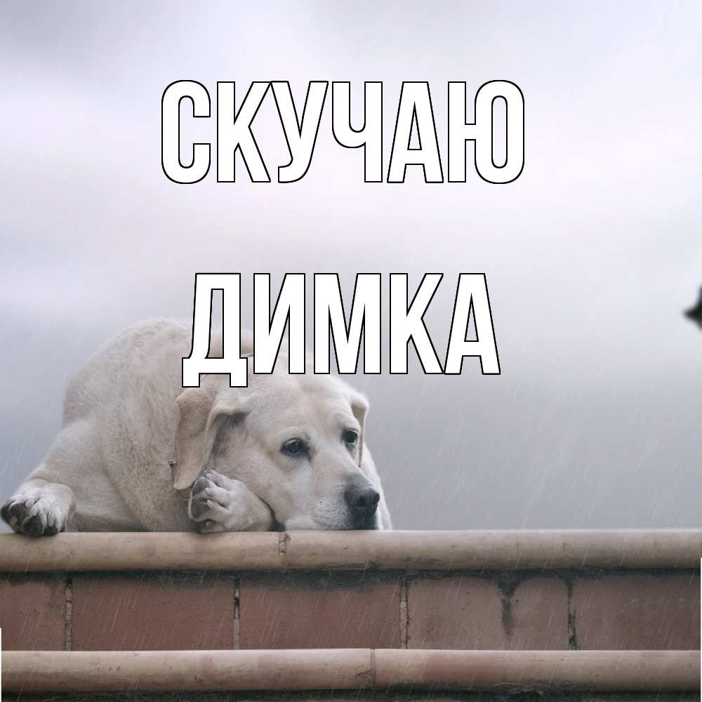 Открытка  с именем. ДИМКА, Скучаю  