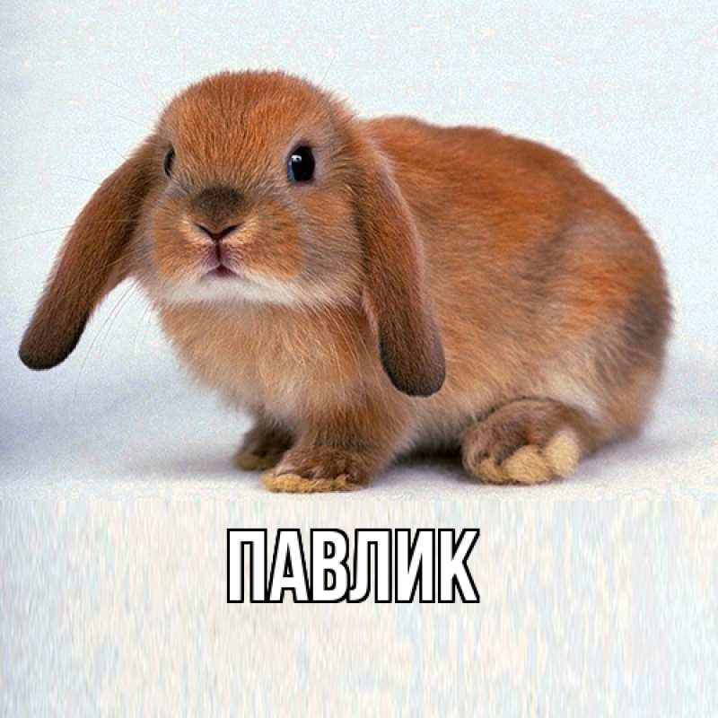 Картинка  с именем , Павлик