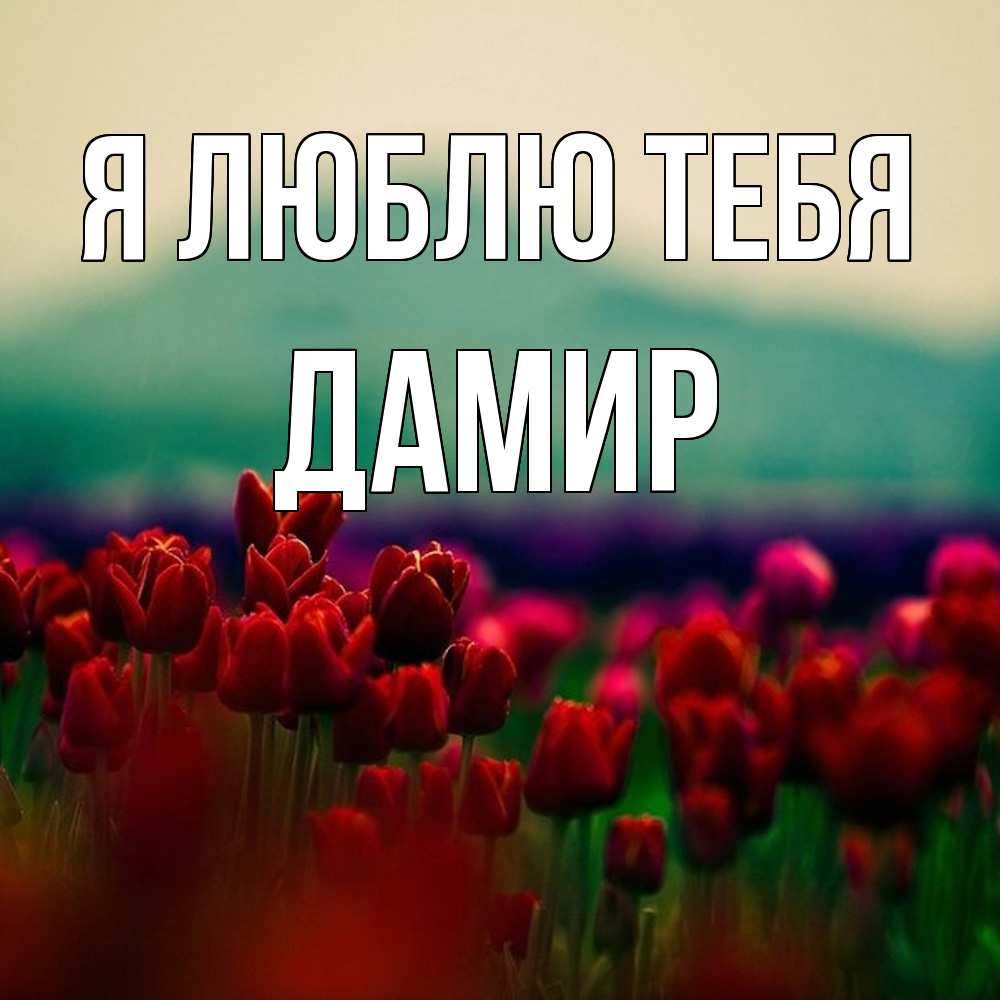 Открытка  с именем. Дамир, Я люблю тебя  