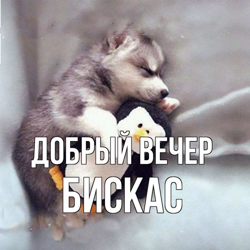 Картинка Добрый вечер, Бискас