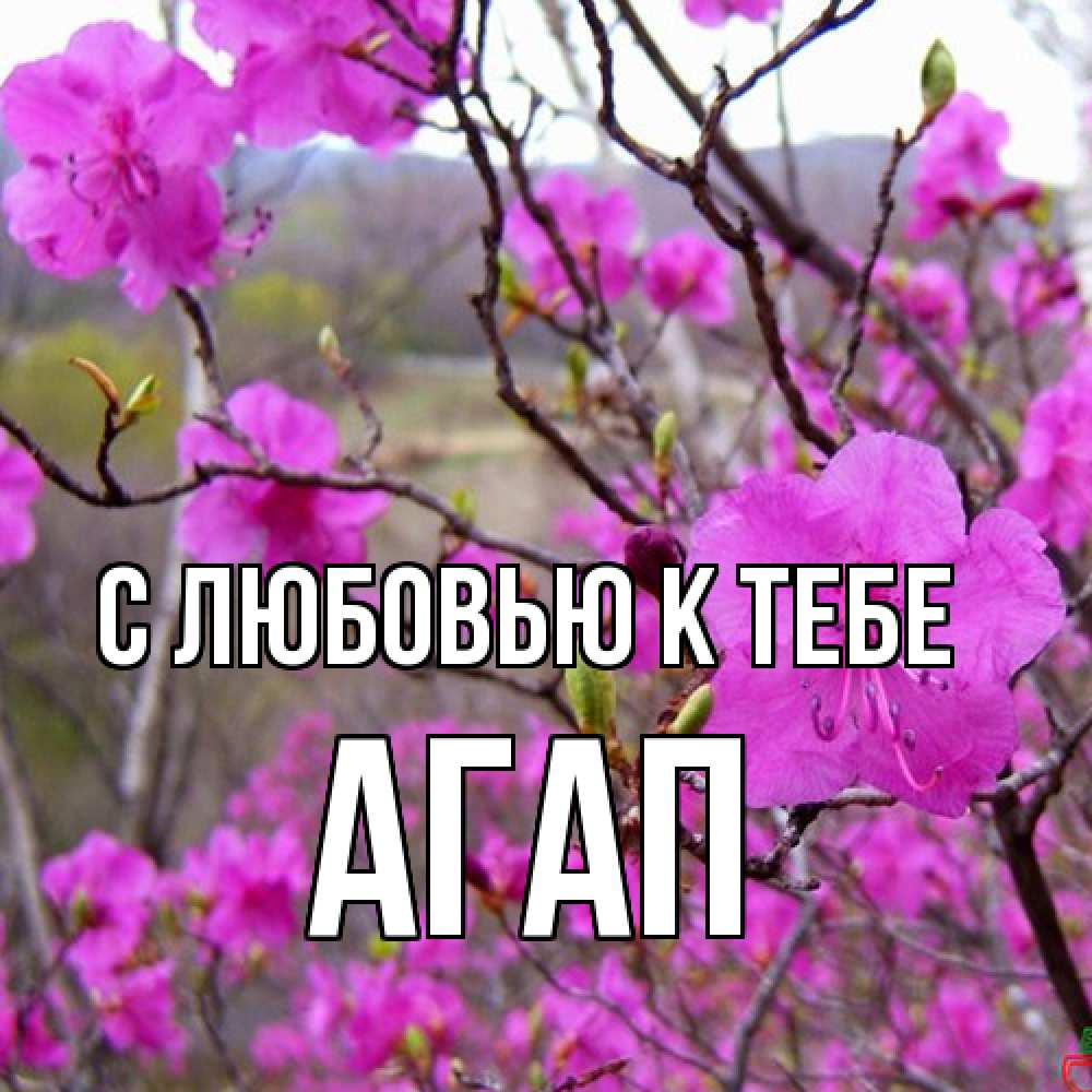 Открытка  с именем. Агап, С любовью к тебе  