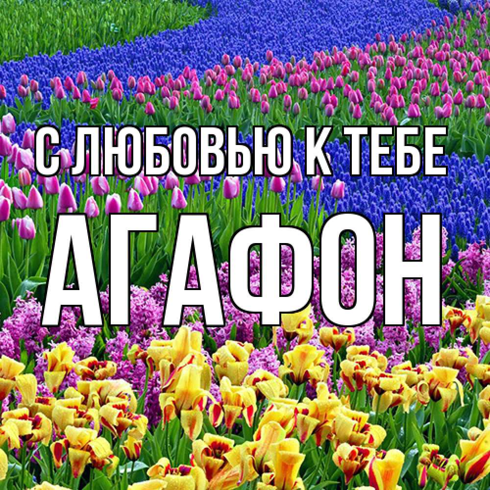 Открытка  с именем. Агафон, С любовью к тебе  