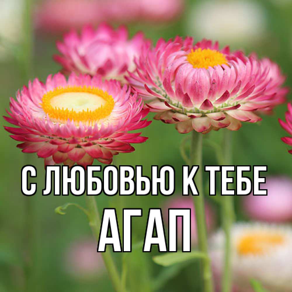 Открытка  с именем. Агап, С любовью к тебе  