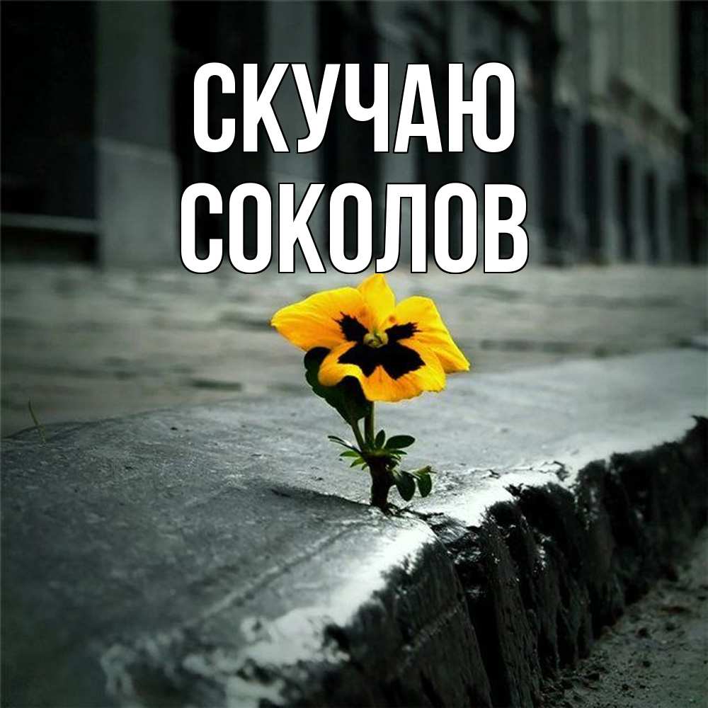 Открытка  с именем. Соколов, Скучаю  