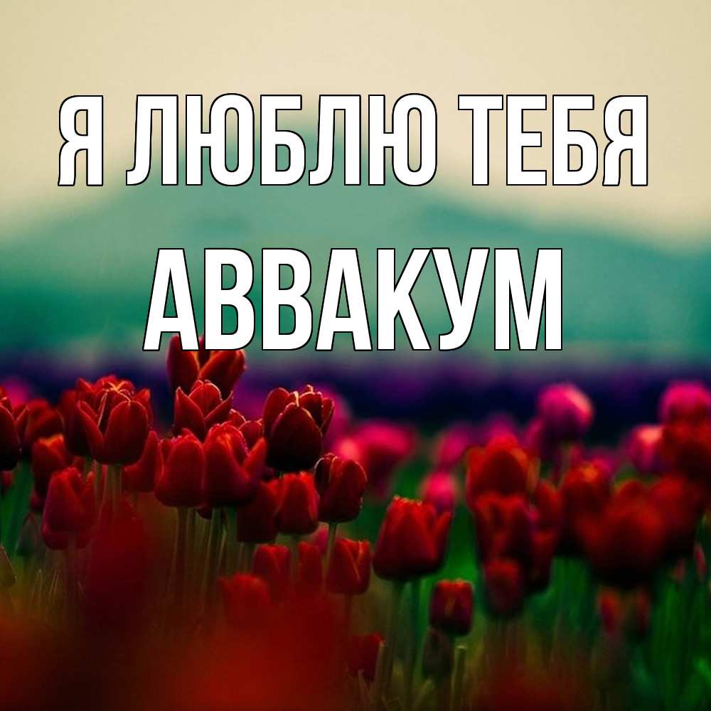 Открытка  с именем. Аввакум, Я люблю тебя  