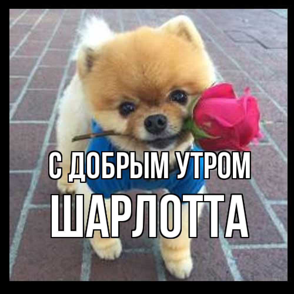 Открытка  с именем. Шарлотта, С добрым утром  