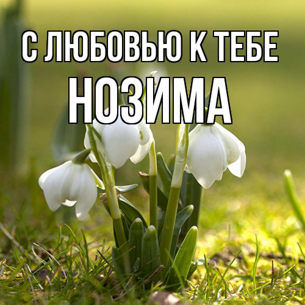 Открытка  с именем. НОЗИМА, С любовью к тебе  