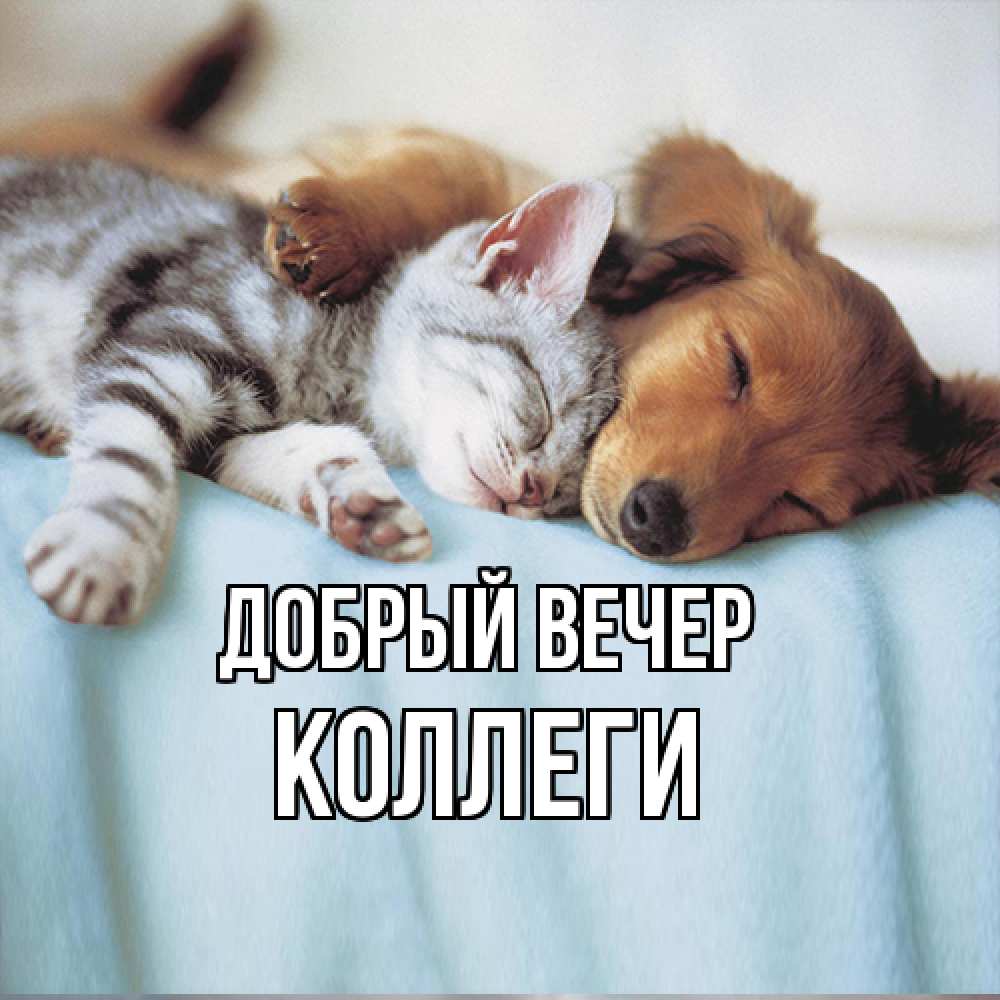 Открытка  с именем. коллеги, Добрый вечер  