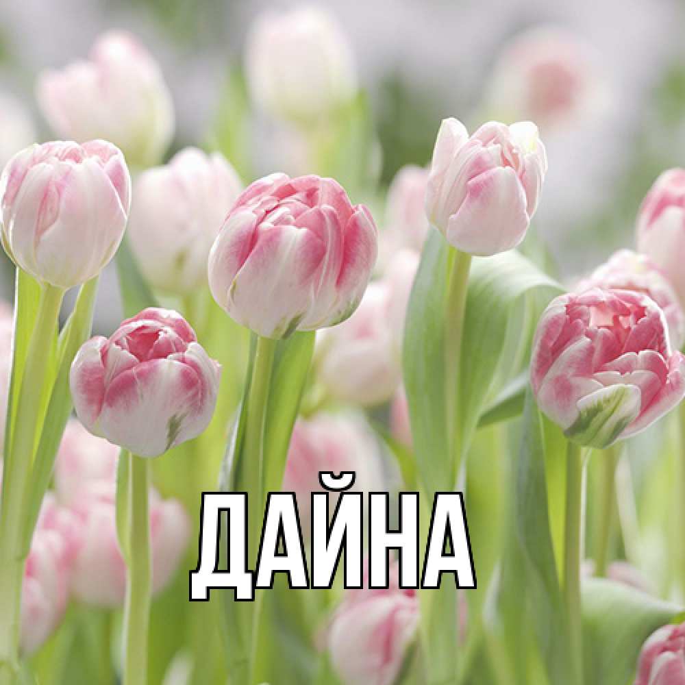 Открытка  с именем. Дайна, Главная  