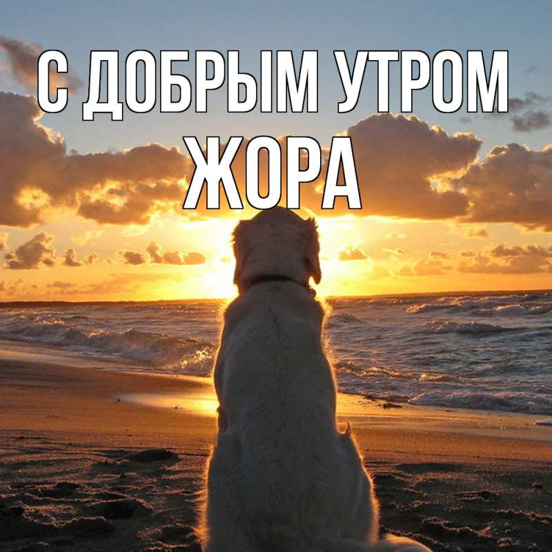 Картинка С добрым утром, Жора