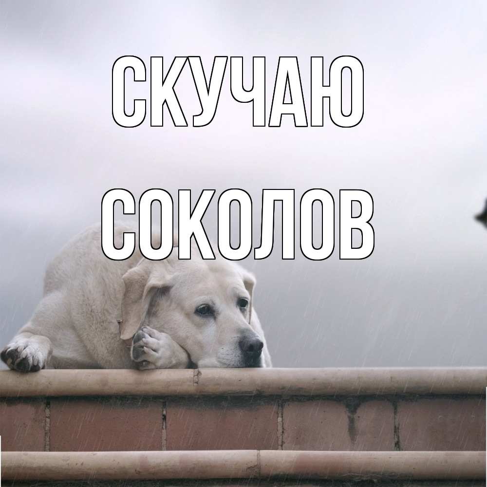 Открытка  с именем. Соколов, Скучаю  