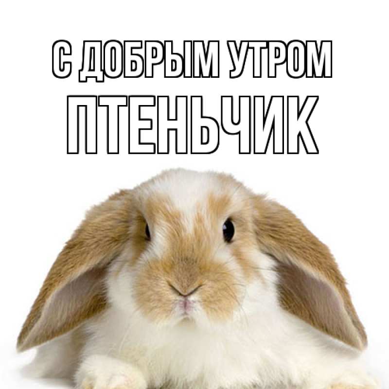 Картинка С добрым утром, Птеньчик