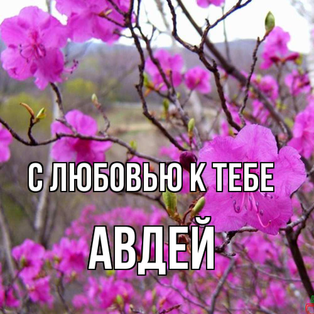 Открытка  с именем. Авдей, С любовью к тебе  