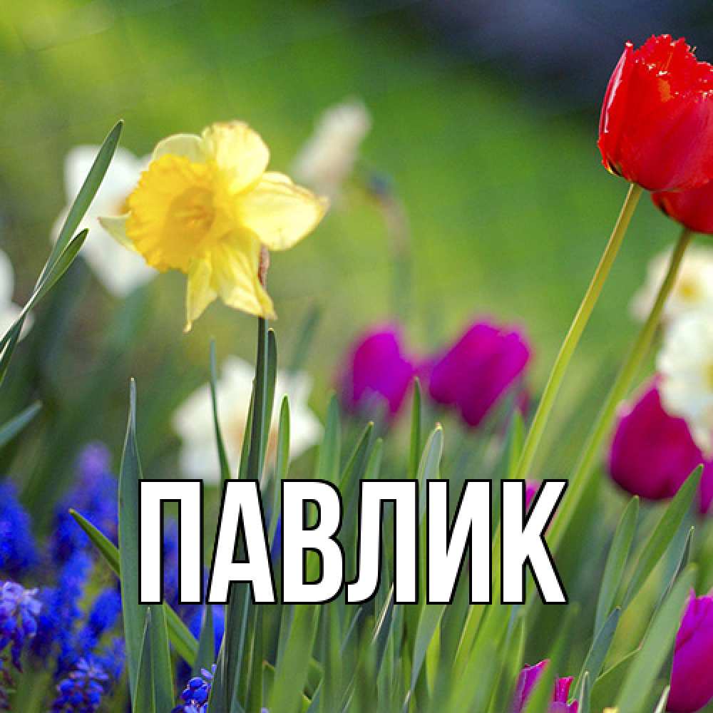 Открытка  с именем. Павлик, Главная  